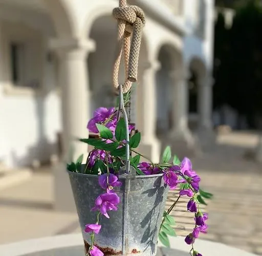 Orquidea *